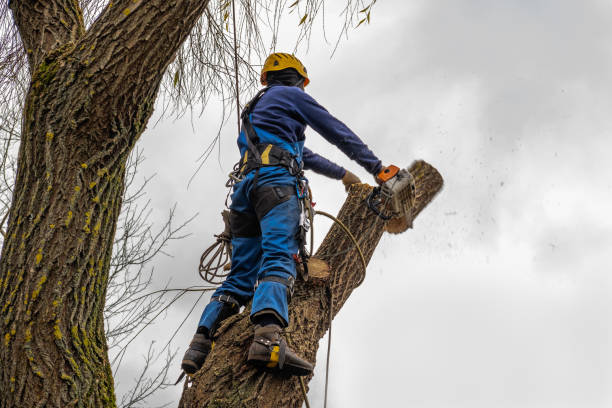 Professional Tree Care  in Green Village, NJ